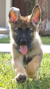 German Shepherd Puppy
